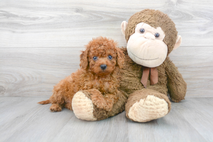 Cockapoo Puppy for Adoption