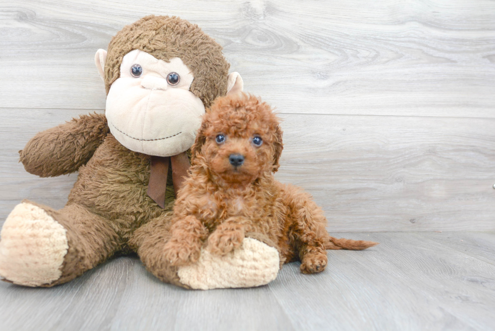 Cute Cockerpoo Poodle Mix Puppy