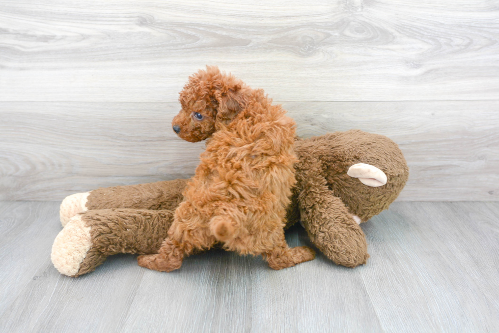 Cute Cockapoo Baby
