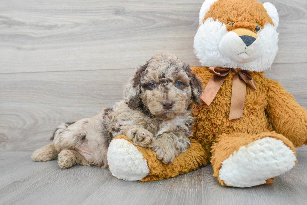 Funny Cockapoo Poodle Mix Pup