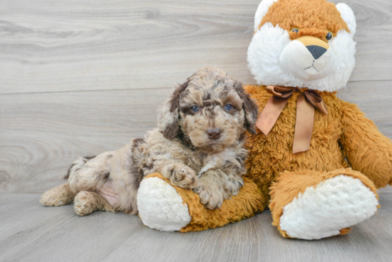 Funny Cockapoo Poodle Mix Pup