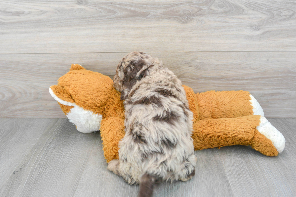 Funny Cockapoo Poodle Mix Pup