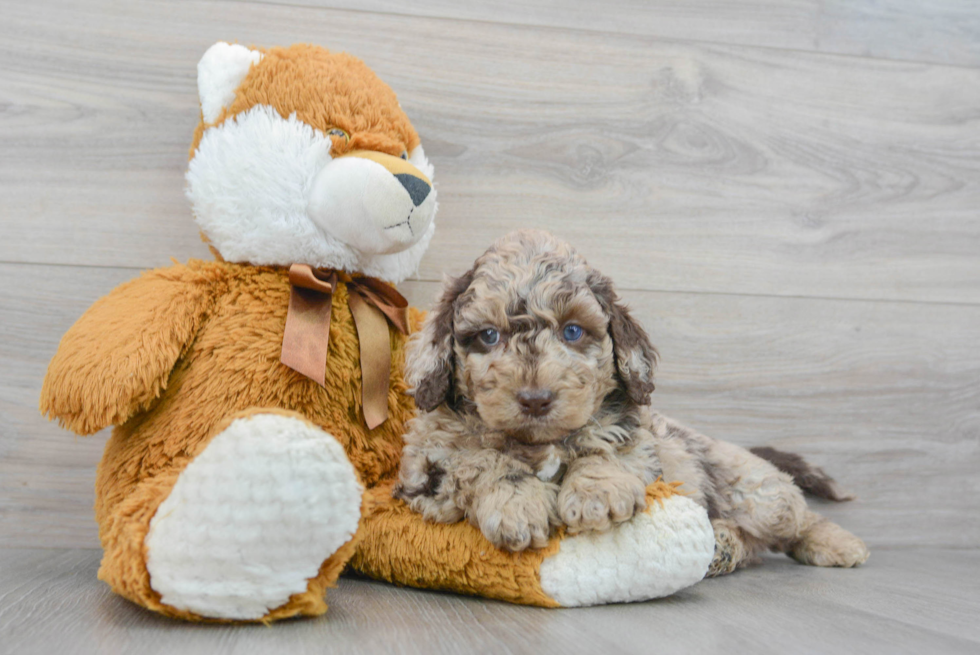 Cockapoo Pup Being Cute