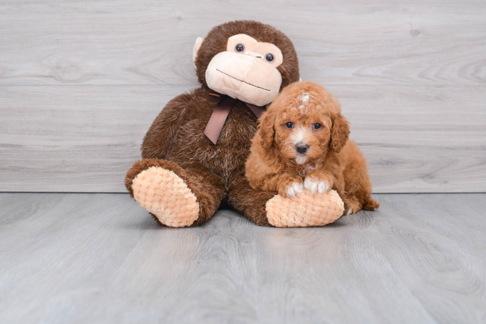Happy Cockapoo Baby