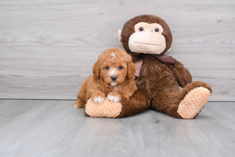 Small Cockapoo Baby