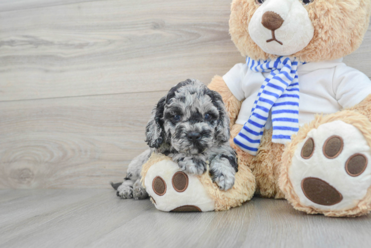 Funny Cockapoo Poodle Mix Pup