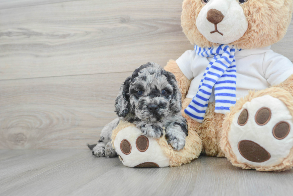 Funny Cockapoo Poodle Mix Pup