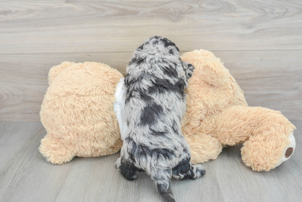 Cockapoo Puppy for Adoption