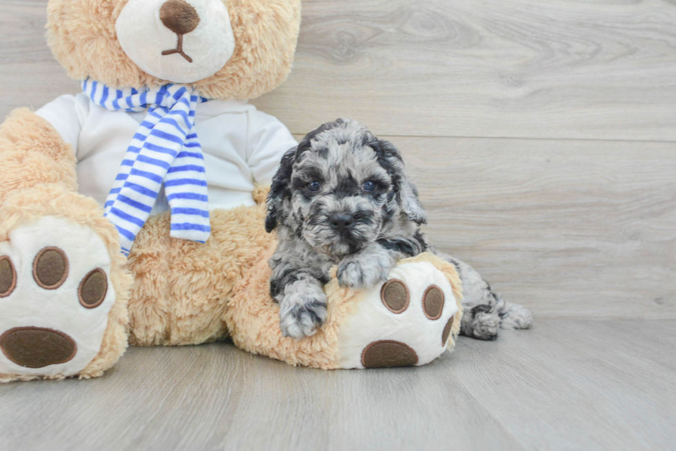 Sweet Cockapoo Baby