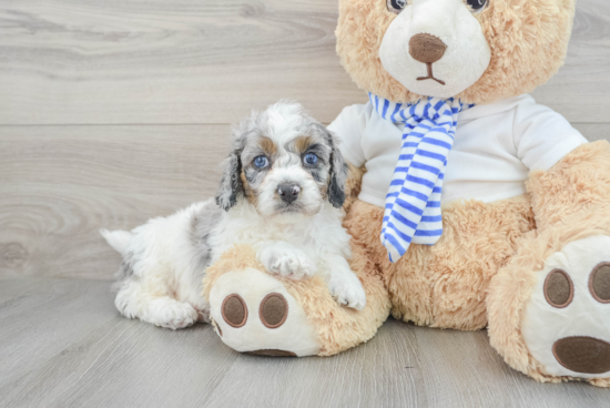 Cockapoo Pup Being Cute