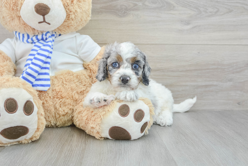 Popular Cockapoo Poodle Mix Pup