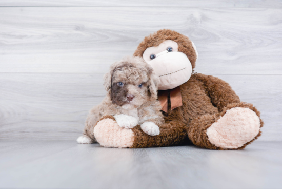 Popular Cockapoo Poodle Mix Pup