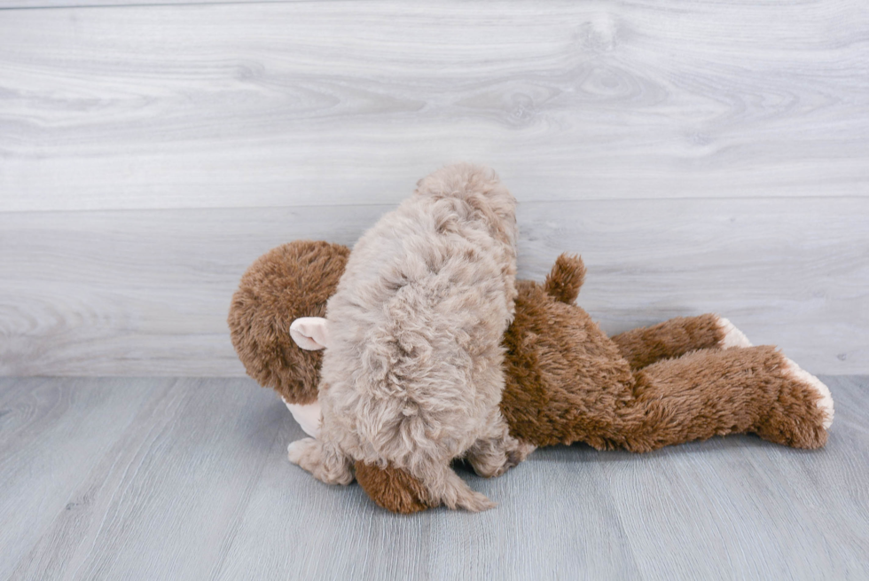 Little Cockerpoo Poodle Mix Puppy