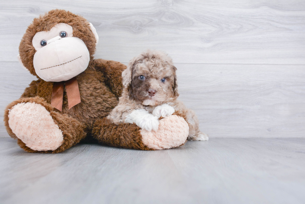 Petite Cockapoo Poodle Mix Pup