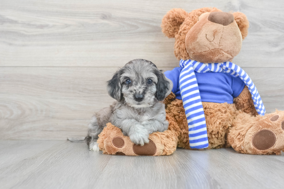 Cockapoo Pup Being Cute