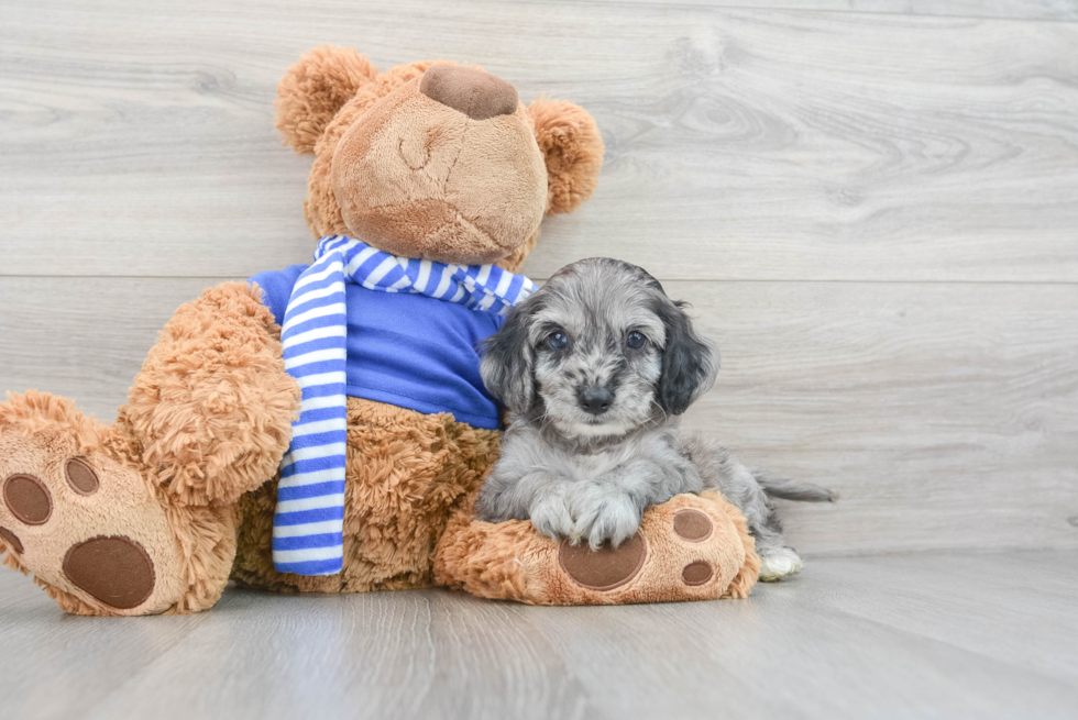 Funny Cockapoo Poodle Mix Pup