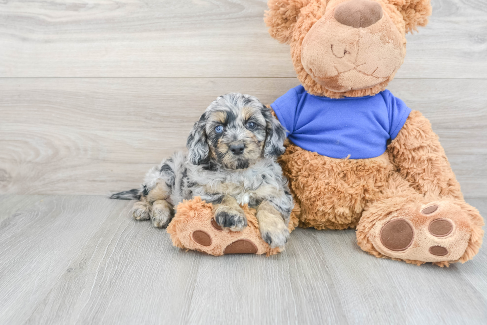 Cockapoo Pup Being Cute