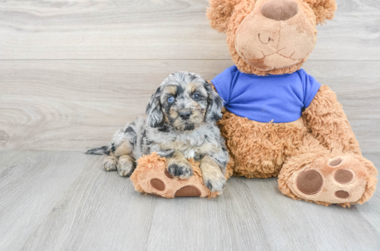 Cockapoo Pup Being Cute