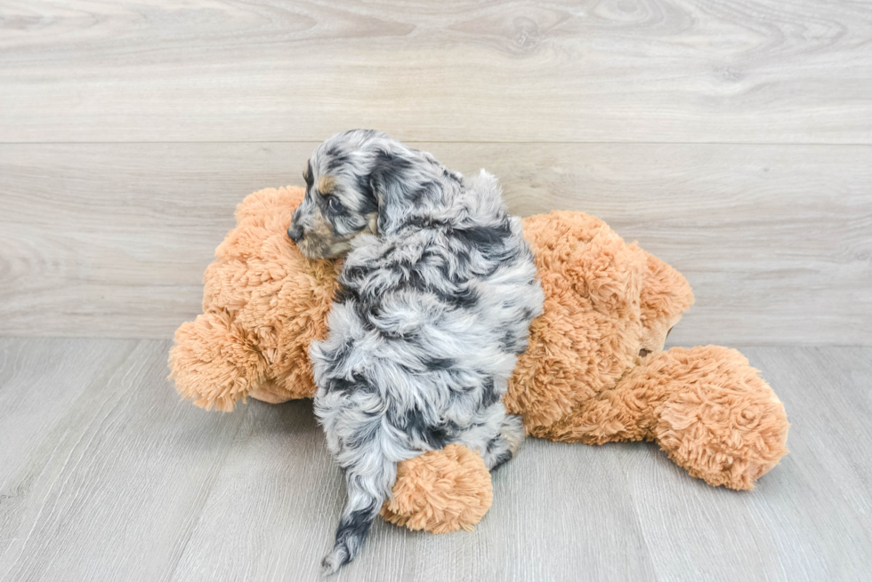 Cute Cockapoo Baby