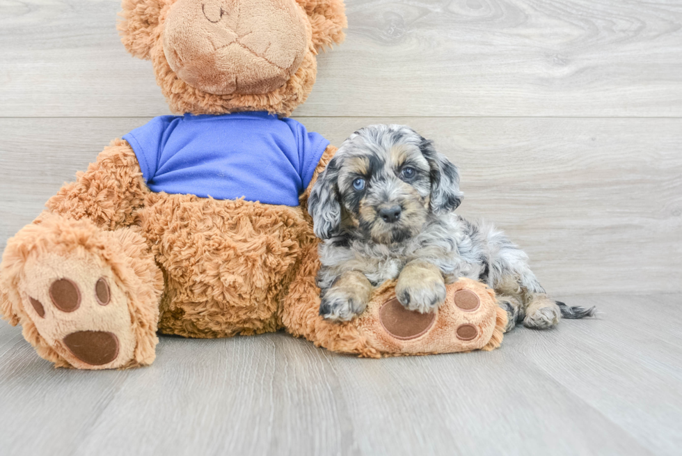 Hypoallergenic Cockerpoo Poodle Mix Puppy