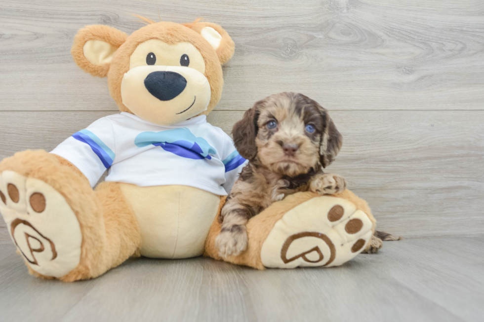 Friendly Cockapoo Baby