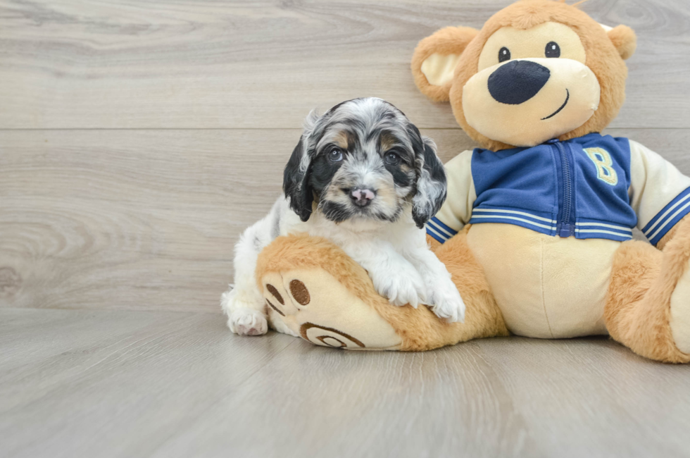 7 week old Cockapoo Puppy For Sale - Premier Pups