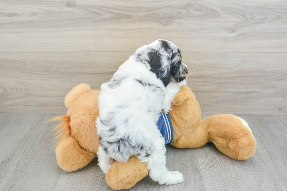 Cute Cockapoo Baby