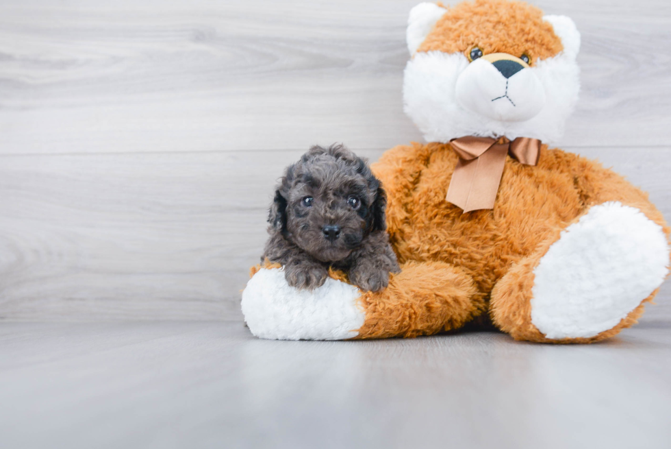 Fluffy Cockapoo Poodle Mix Pup