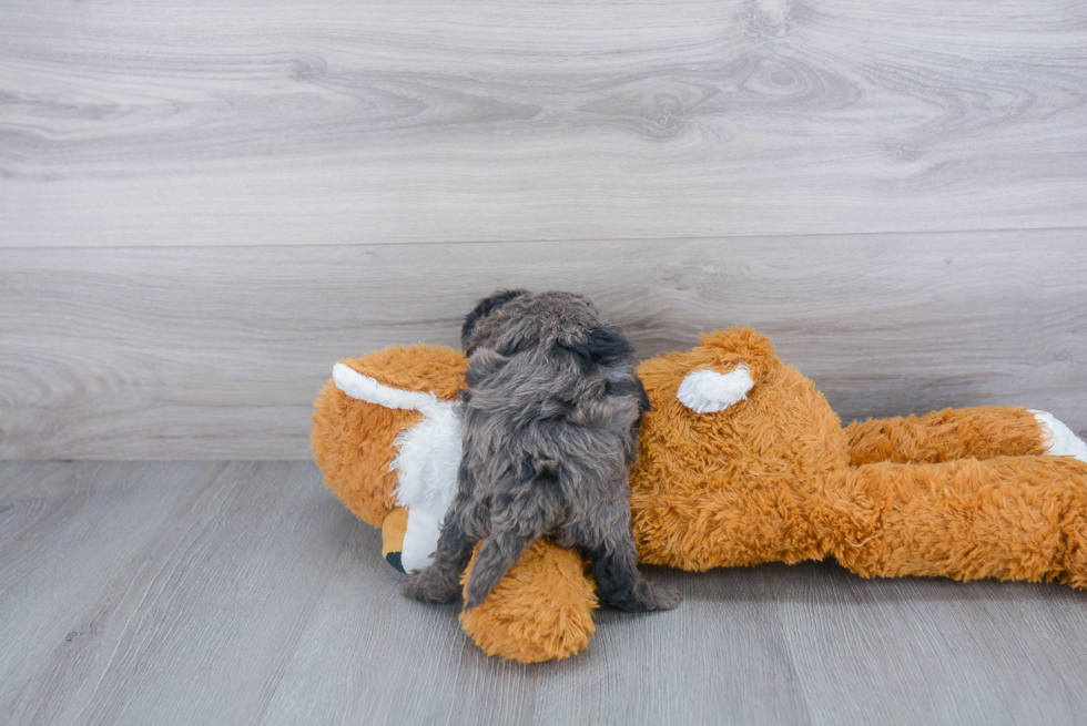 Adorable Cockerpoo Poodle Mix Puppy