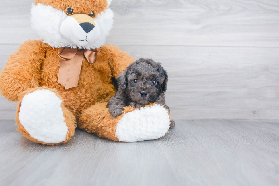 Little Cockerpoo Poodle Mix Puppy