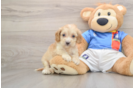 Cockapoo Pup Being Cute