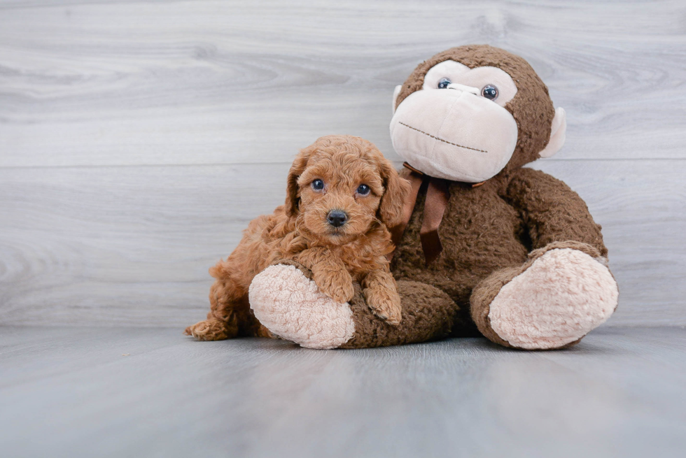 Best Cockapoo Baby