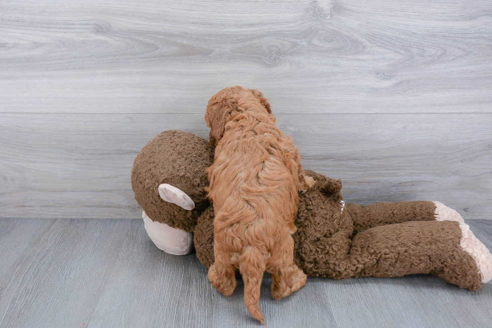 Cockapoo Pup Being Cute