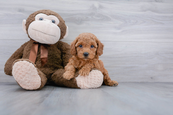 Smart Cockapoo Poodle Mix Pup