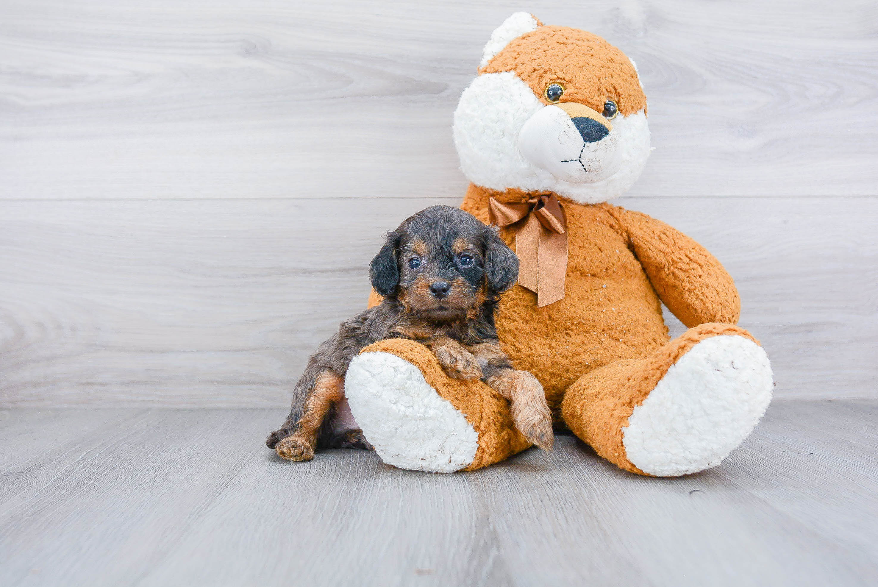 Fluffy Cockapoo Poodle Mix Pup