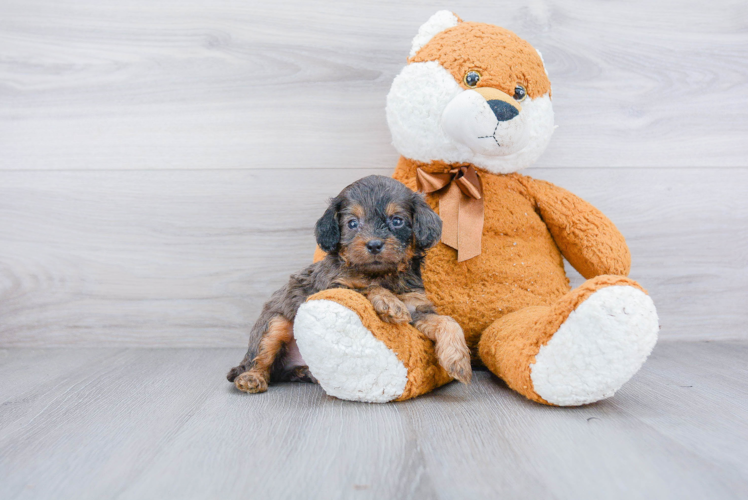 Fluffy Cockapoo Poodle Mix Pup