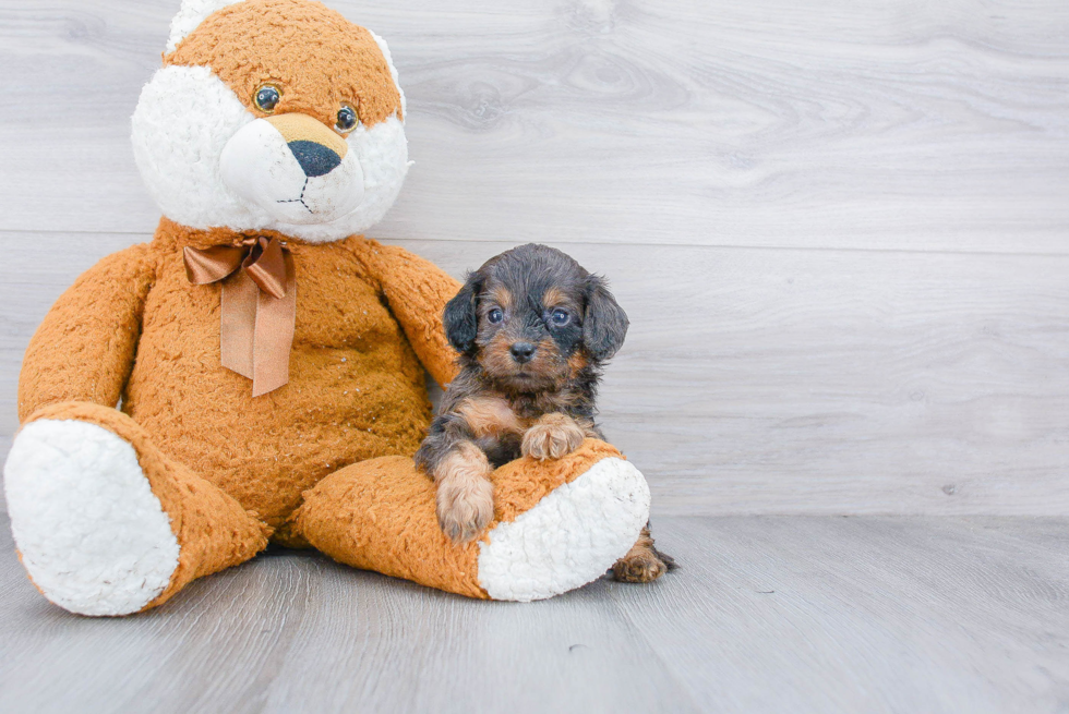 Cockapoo Puppy for Adoption