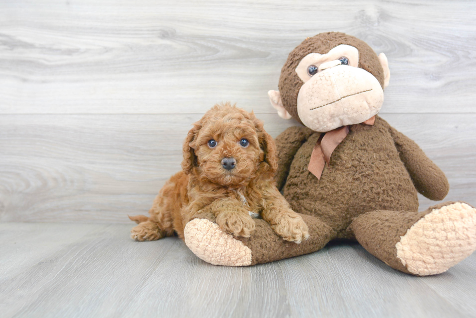 Smart Cockapoo Poodle Mix Pup