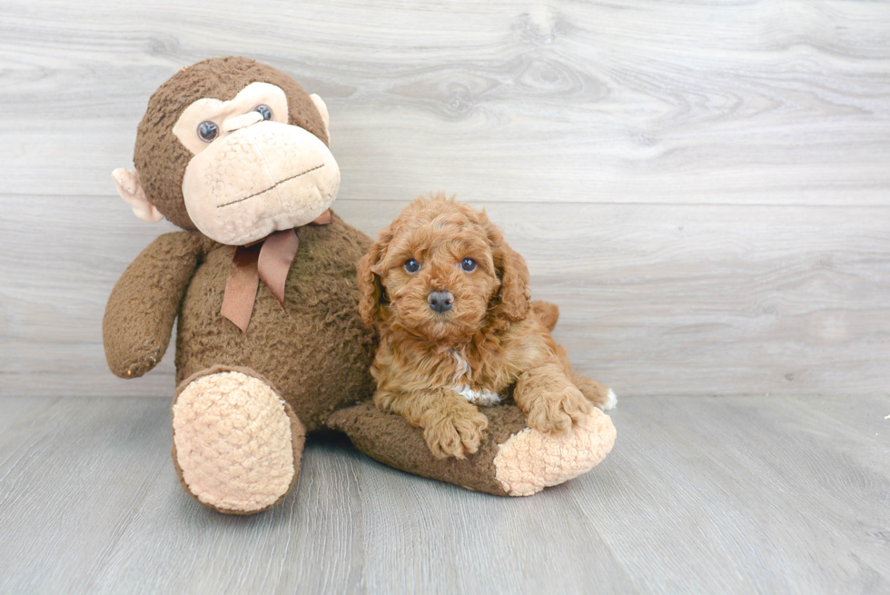 Popular Cockapoo Poodle Mix Pup