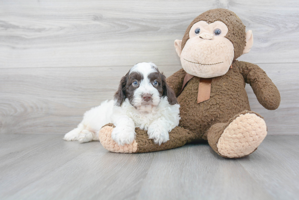 Cockapoo Puppy for Adoption