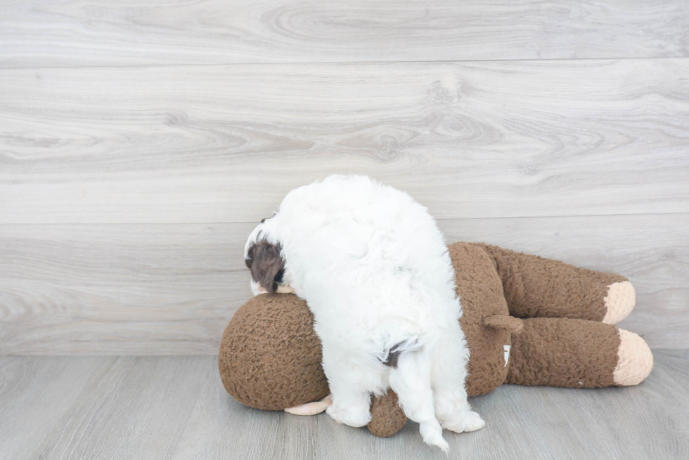 Sweet Cockapoo Baby