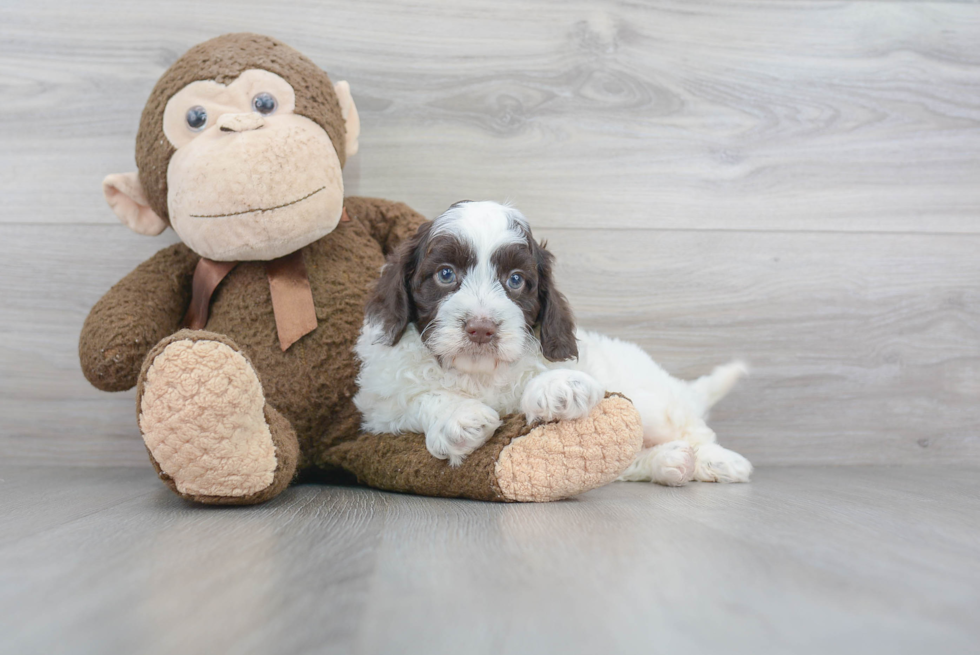 Cockapoo Pup Being Cute