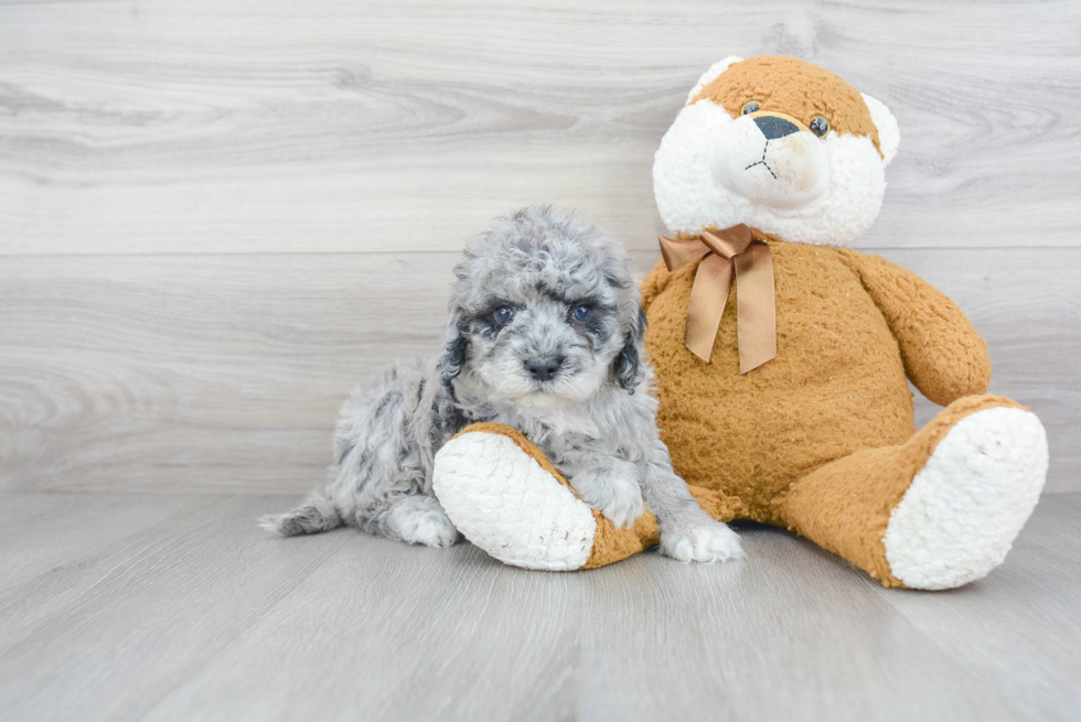 Cockapoo Pup Being Cute