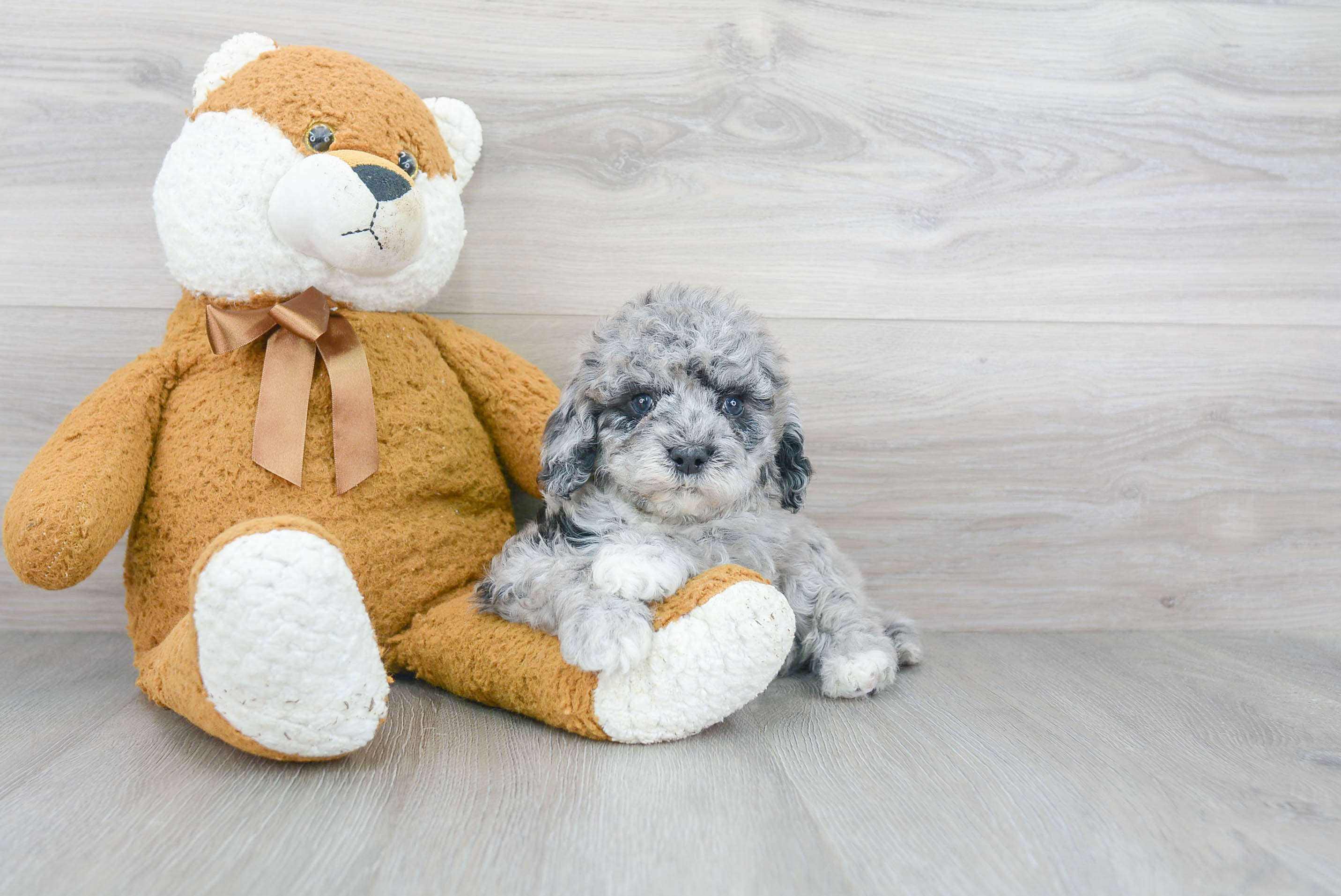 Playful Cockerpoo Poodle Mix Puppy