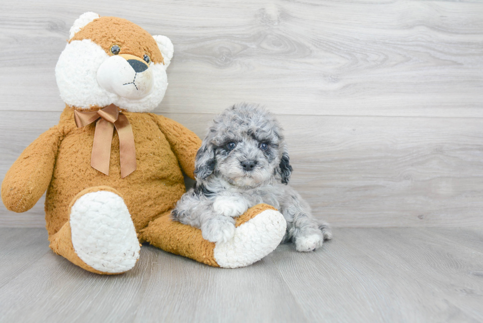 Playful Cockerpoo Poodle Mix Puppy