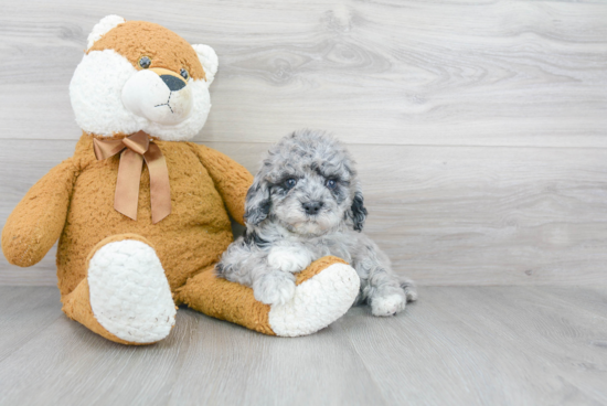 Playful Cockerpoo Poodle Mix Puppy