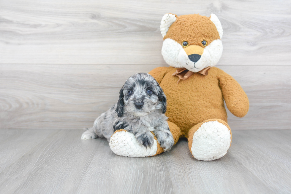 Cockapoo Pup Being Cute