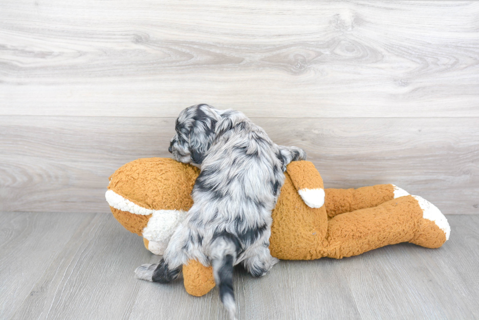 Cockapoo Pup Being Cute