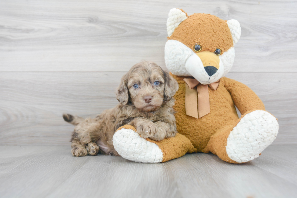 Cockapoo Puppy for Adoption