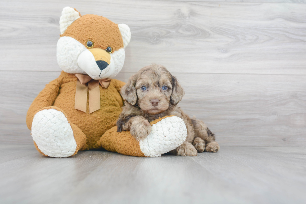 Cockapoo Pup Being Cute